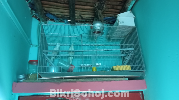 Albino cokatel for sell